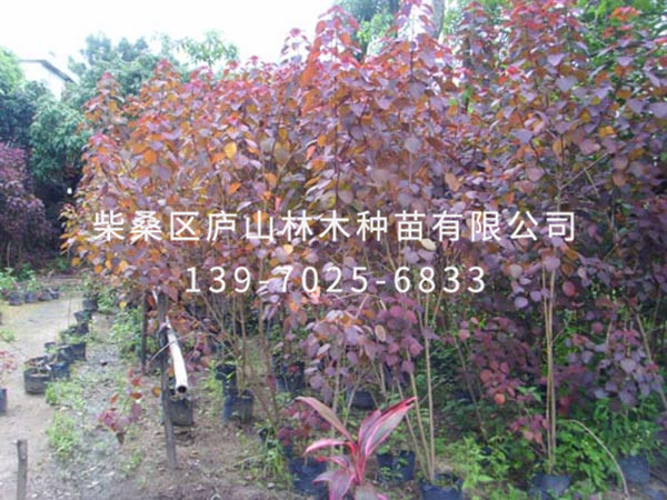 紅葉烏桕