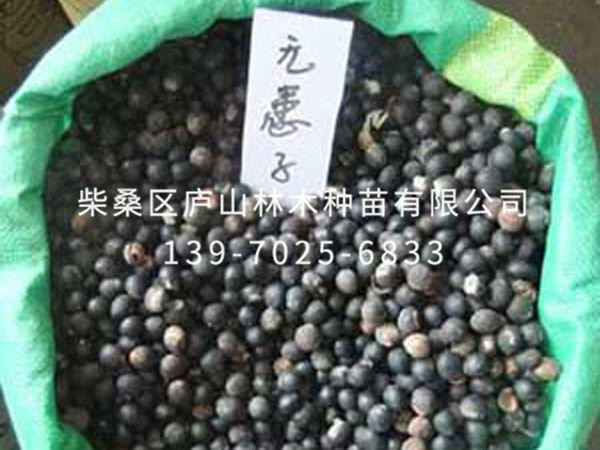 無患子種子